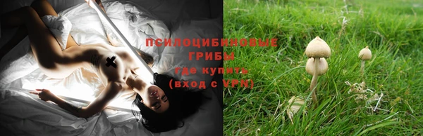 индика Алзамай